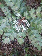 Berberis bealei