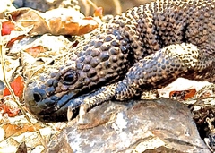Heloderma horridum