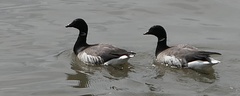 Branta bernicla
