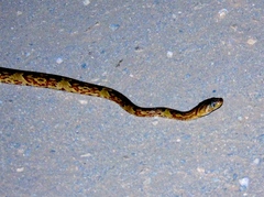 Trimorphodon paucimaculatus