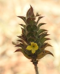 Tetramerium nervosum