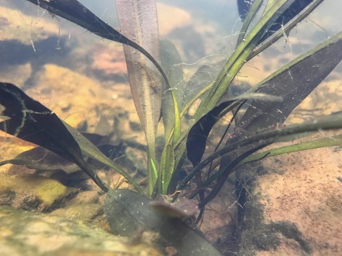 Aponogeton cuneatus (Aponogeton cuneatus)