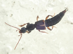 Tetartopeus terminatus