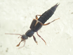 Tetartopeus terminatus