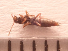 Tetartopeus terminatus