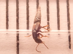 Tetartopeus terminatus