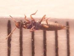 Tetartopeus terminatus
