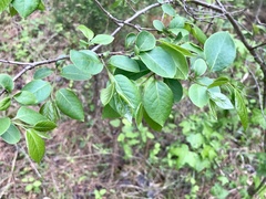 Styrax americanus