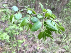 Styrax americanus