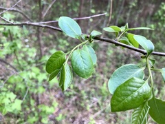 Styrax americanus
