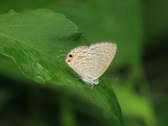 Catopyrops ancyra
