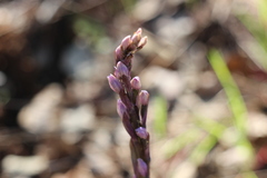 Limodorum trabutianum