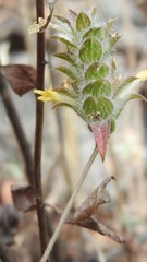 Tetramerium nervosum