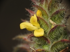 Tetramerium nervosum