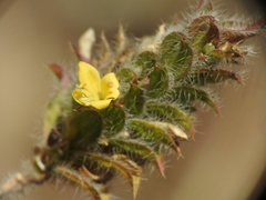 Tetramerium nervosum