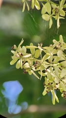 Symphorema luzonicum