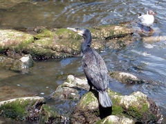 Phalacrocorax carbo