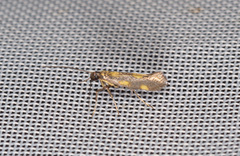 Euspilapteryx auroguttella