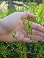 Cardamine hirsuta