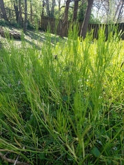Cardamine hirsuta