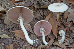 Agaricus leptocaulis