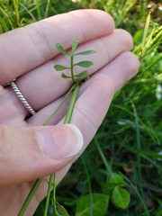 Cardamine hirsuta