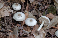 Agaricus leptocaulis
