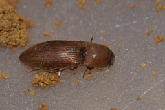 Agriotes sputator