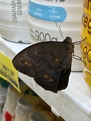 Pseudodebis valentina