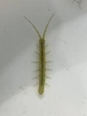 Erichsonella attenuata