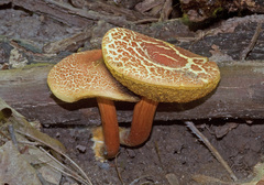 Boletus fraternus