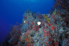 Chaetodon sedentarius