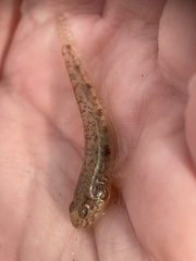 Freshwater Goby photo 5