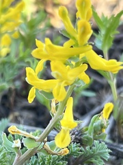 Pseudofumaria lutea