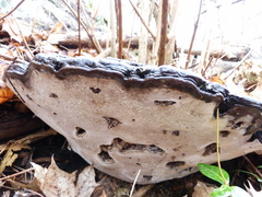 Agathomyia wankowiczii