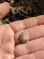 Triodopsis tridentata