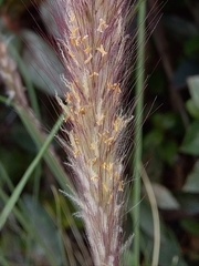 Cenchrus setaceus