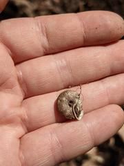 Triodopsis tridentata