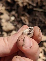 Triodopsis tridentata