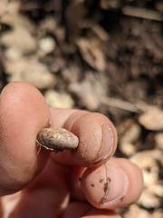 Triodopsis tridentata