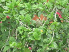 Sporophila peruviana