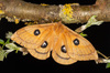 Tau Emperor Moth - Photo (c) raedwulf68, some rights reserved (CC BY-NC), uploaded by raedwulf68