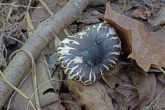 Leucoagaricus carneifolius