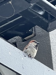 Passer domesticus