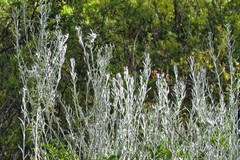 Senecio patagonicus