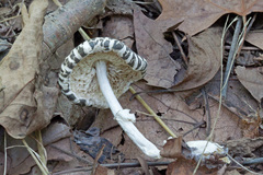 Leucoagaricus carneifolius