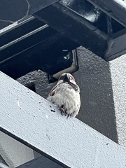 Passer domesticus