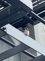 Passer domesticus