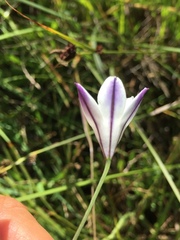 Triteleia peduncularis