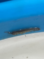 Erichsonella attenuata